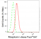 KD-Validated Anti-Ribophorin I Rabbit Monoclonal Antibody