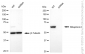 KD-Validated Anti-Ribophorin I Rabbit Monoclonal Antibody