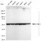 KD-Validated Anti-PTBP1 Rabbit Monoclonal Antibody
