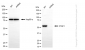 KD-Validated Anti-PTBP1 Rabbit Monoclonal Antibody