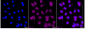 KD-Validated Anti-Ring Finger Protein 40 Rabbit Monoclonal Antibody