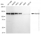 KD-Validated Anti-Ring Finger Protein 40 Rabbit Monoclonal Antibody