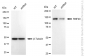 KD-Validated Anti-Ring Finger Protein 40 Rabbit Monoclonal Antibody