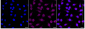 KD-Validated Anti-SAMM50 Rabbit Monoclonal Antibody