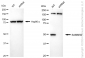 KD-Validated Anti-SAMM50 Rabbit Monoclonal Antibody