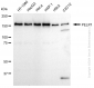 KD-Validated Anti-PELP1 Rabbit Monoclonal Antibody