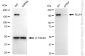 KD-Validated Anti-PELP1 Rabbit Monoclonal Antibody