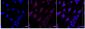 KD-Validated Anti-PIK3C3 Rabbit Monoclonal Antibody