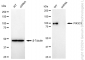KD-Validated Anti-PIK3C3 Rabbit Monoclonal Antibody