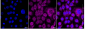 KD-Validated Anti-Retinoic Acid Receptor Alpha Rabbit Monoclonal Antibody