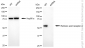 KD-Validated Anti-Retinoic Acid Receptor Alpha Rabbit Monoclonal Antibody