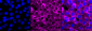 KD-Validated Anti-Fibronectin 1 Rabbit Monoclonal Antibody