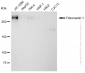 KD-Validated Anti-Fibronectin 1 Rabbit Monoclonal Antibody