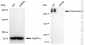 KD-Validated Anti-Fibronectin 1 Rabbit Monoclonal Antibody