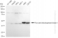 KD-Validated Anti-Pyruvate Dehydrogenase Kinase 1 Rabbit Monoclonal Antibody