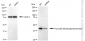 KD-Validated Anti-Pyruvate Dehydrogenase Kinase 1 Rabbit Monoclonal Antibody