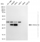 KD-Validated Anti-DNAJC12 Rabbit Monoclonal Antibody