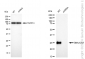 KD-Validated Anti-DNAJC12 Rabbit Monoclonal Antibody