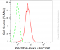 KD-Validated Anti-PPP2R5E Rabbit Monoclonal Antibody