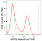 KD-Validated Anti-SFPQ Rabbit Monoclonal Antibody