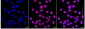 KD-Validated Anti-SFPQ Rabbit Monoclonal Antibody
