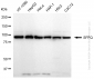 KD-Validated Anti-SFPQ Rabbit Monoclonal Antibody