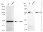 KD-Validated Anti-SFPQ Rabbit Monoclonal Antibody