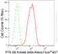 KD-Validated Anti-Ribosomal Protein S6 Kinase B2 Rabbit Monoclonal Antibody