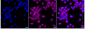 KD-Validated Anti-Ribosomal Protein S6 Kinase B2 Rabbit Monoclonal Antibody