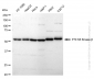 KD-Validated Anti-Ribosomal Protein S6 Kinase B2 Rabbit Monoclonal Antibody