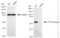 KD-Validated Anti-Ribosomal Protein S6 Kinase B2 Rabbit Monoclonal Antibody