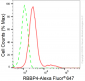 KD-Validated Anti-RBBP4 Rabbit Monoclonal Antibody
