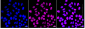 KD-Validated Anti-RBBP4 Rabbit Monoclonal Antibody