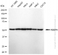 KD-Validated Anti-RBBP4 Rabbit Monoclonal Antibody