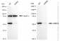KD-Validated Anti-RBBP4 Rabbit Monoclonal Antibody