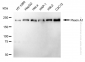 KD-Validated Anti-Plexin A1 Rabbit Monoclonal Antibody