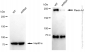 KD-Validated Anti-Plexin A1 Rabbit Monoclonal Antibody