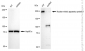KD-Validated Anti-PUM2 Rabbit Monoclonal Antibody
