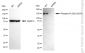 KD-Validated Anti-Phospho-PLCB3 (S537) Rabbit Monoclonal Antibody