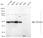 KD-Validated Anti-PRKAR2A Rabbit Monoclonal Antibody