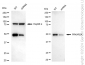 KD-Validated Anti-PRKAR2A Rabbit Monoclonal Antibody