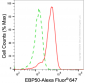 KD-Validated Anti-NHERF1 Rabbit Monoclonal Antibody