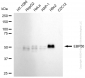 KD-Validated Anti-NHERF1 Rabbit Monoclonal Antibody