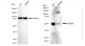 KD-Validated Anti-NHERF1 Rabbit Monoclonal Antibody