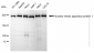 KD-Validated Anti-Nuclear Mitotic Apparatus Protein 1 Rabbit Monoclonal Antibody