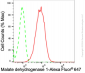 KD-Validated Anti-Malate Dehydrogenase 1 Rabbit Monoclonal Antibody