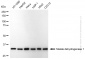 KD-Validated Anti-Malate Dehydrogenase 1 Rabbit Monoclonal Antibody