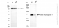 KD-Validated Anti-Malate Dehydrogenase 1 Rabbit Monoclonal Antibody