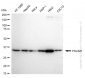 KD-Validated Anti-PDZ And LIM Domain 1 Rabbit Monoclonal Antibody