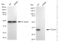 KD-Validated Anti-PDZ And LIM Domain 1 Rabbit Monoclonal Antibody
